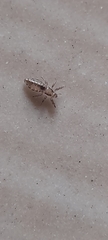 Pediculus