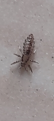 Pediculus