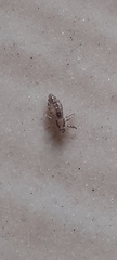 Pediculus