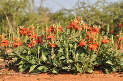 Crossandra mucronata