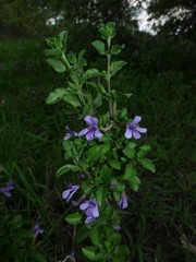 Dyschoriste rogersii