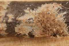 Hydnocristella himantia