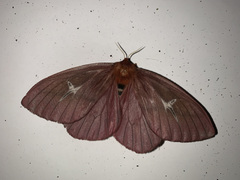 Cerodirphia siriae