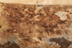 Hydnocristella himantia