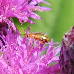 Luperaltica nigripalpis