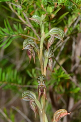 Pterostylis aciculiformis