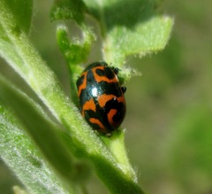 Chrysomela lapponica