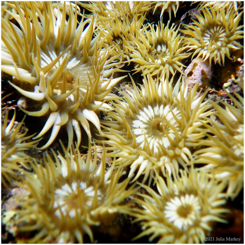 Aggregating Anemone, photo 4 of 7