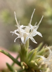 Ericameria albida