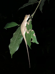 Anolis planiceps