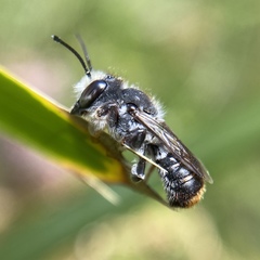 Megachile ferox