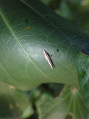 Erechthias stilbella