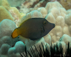 Pervagor aspricaudus