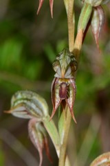 Pterostylis aciculiformis