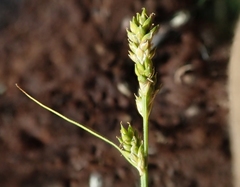 Carex lapponica