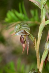 Pterostylis aciculiformis