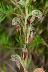 Pterostylis aciculiformis