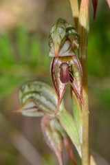 Pterostylis aciculiformis