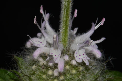 Image of Blephilia subnuda by (c) Brian Finzel, some rights reserved (CC BY-SA)