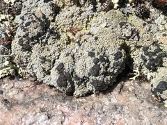 Trapeliopsis granulosa