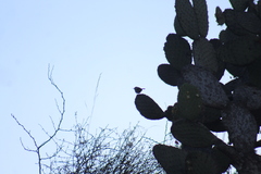 Catherpes mexicanus