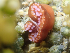 Corynactis australis