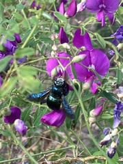 Xylocopa bombylans
