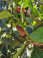 Magnolia tamaulipana