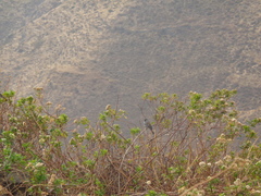 Rhopospina alaudina
