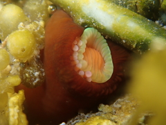 Corynactis australis