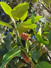 Magnolia tamaulipana