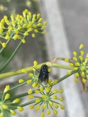 Sarconesiopsis magellanica