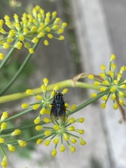 Sarconesiopsis magellanica
