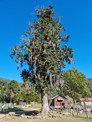Magnolia tamaulipana