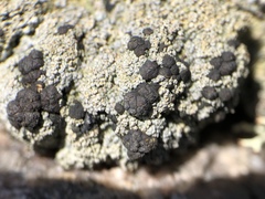 Trapeliopsis granulosa