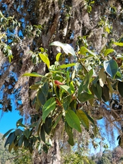 Magnolia tamaulipana