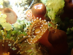 Corynactis australis