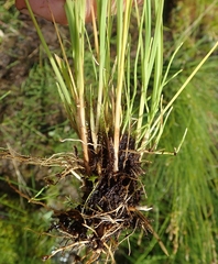 Carex lapponica