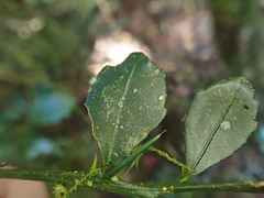 Citrus australasica