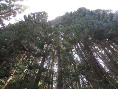 Araucaria columnaris