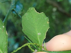 Citrus australasica