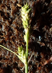 Carex lapponica