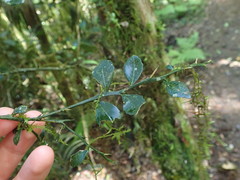 Citrus australasica