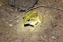 Ranoidea alboguttata