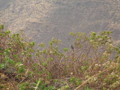 Rhopospina alaudina