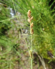 Carex lapponica