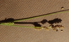 Carex lapponica