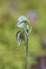 Pterostylis planulata
