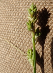 Carex lapponica