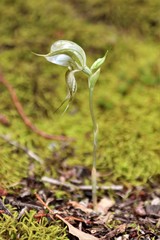 Pterostylis planulata